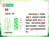 冀少版（2024）生物七上 2.1藻類、植物和動(dòng)物 章末復(fù)習(xí) 課件