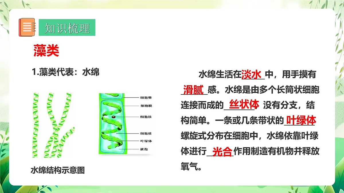 冀少版（2024）生物七上2.1藻类、植物和动物 章末复习 课件第4页