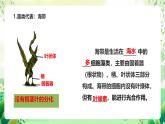 冀少版（2024）生物七上 2.1藻類、植物和動(dòng)物 章末復(fù)習(xí) 課件