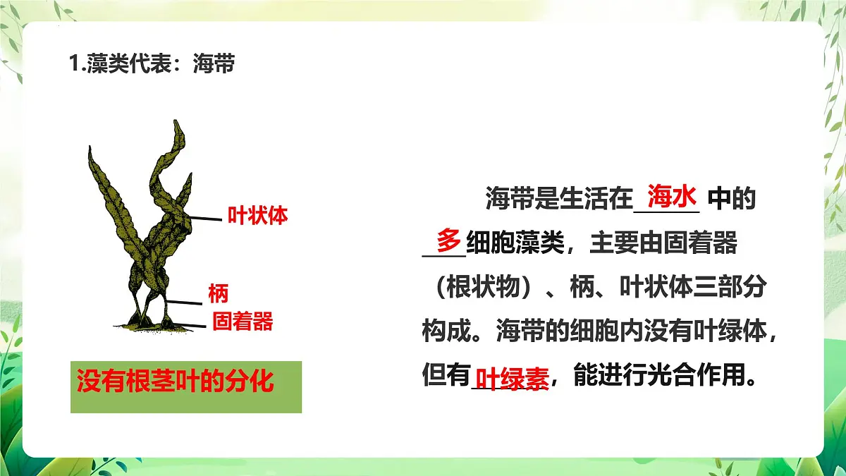 冀少版（2024）生物七上2.1藻类、植物和动物 章末复习 课件第5页