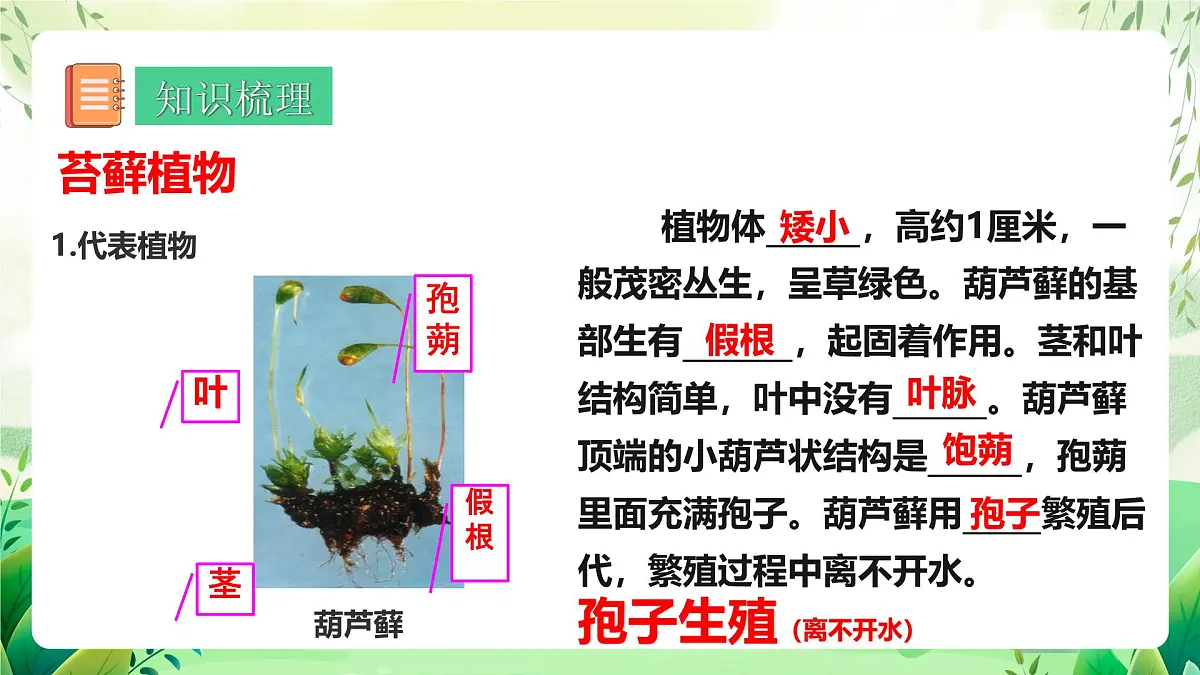 冀少版（2024）生物七上2.1藻类、植物和动物 章末复习 课件第8页