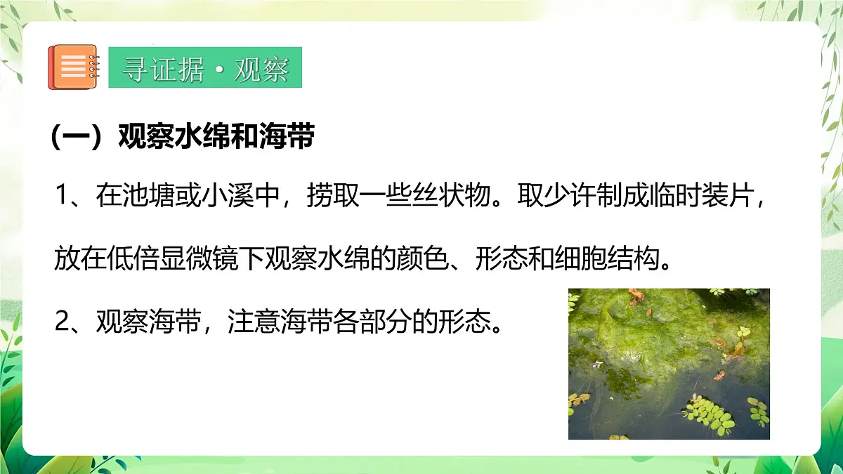 冀少版（2024）生物七上2.1.1 藻类 课件第6页