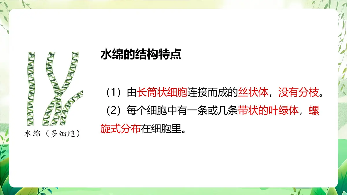冀少版（2024）生物七上2.1.1 藻类 课件第8页