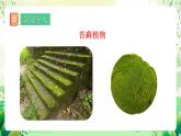 冀少版（2024）生物七上 2.1.2 一、苔蘚植物和蕨類植物 課件