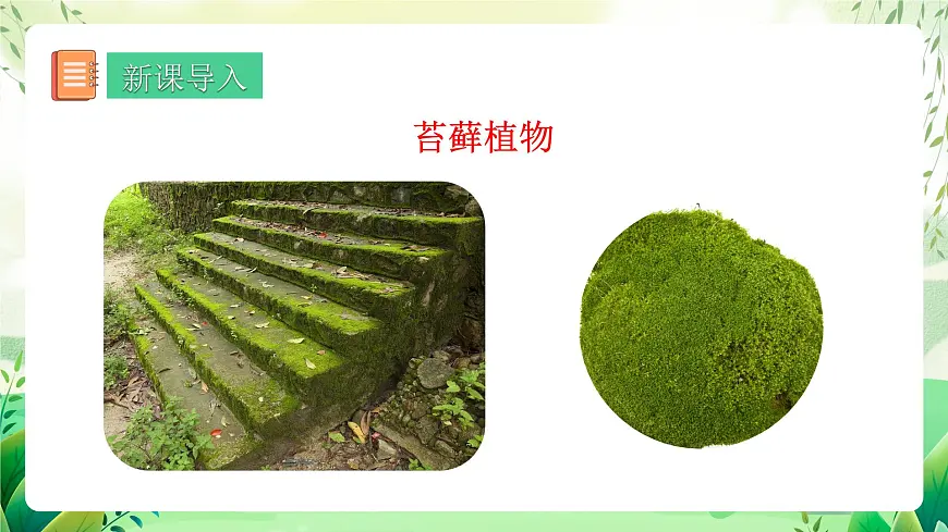 冀少版（2024）生物七上2.1.2 一、苔藓植物和蕨类植物 课件第3页