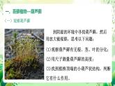 冀少版（2024）生物七上 2.1.2 一、苔蘚植物和蕨類植物 課件