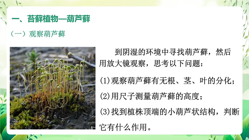 冀少版（2024）生物七上2.1.2 一、苔藓植物和蕨类植物 课件第4页