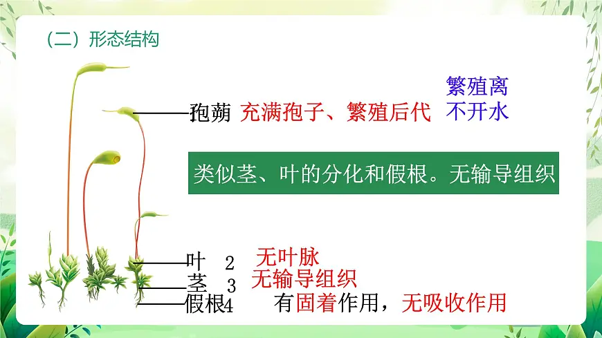 冀少版（2024）生物七上2.1.2 一、苔藓植物和蕨类植物 课件第5页