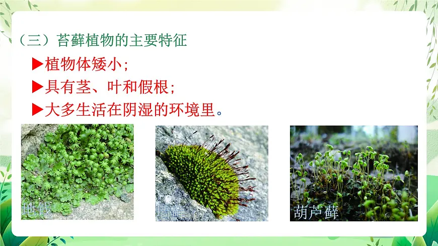 冀少版（2024）生物七上2.1.2 一、苔藓植物和蕨类植物 课件第6页