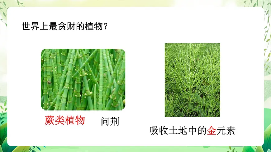 冀少版（2024）生物七上2.1.2 一、苔藓植物和蕨类植物 课件第7页
