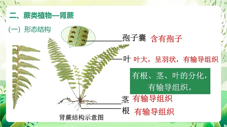 冀少版（2024）生物七上2.1.2 一、苔藓植物和蕨类植物 课件第8页