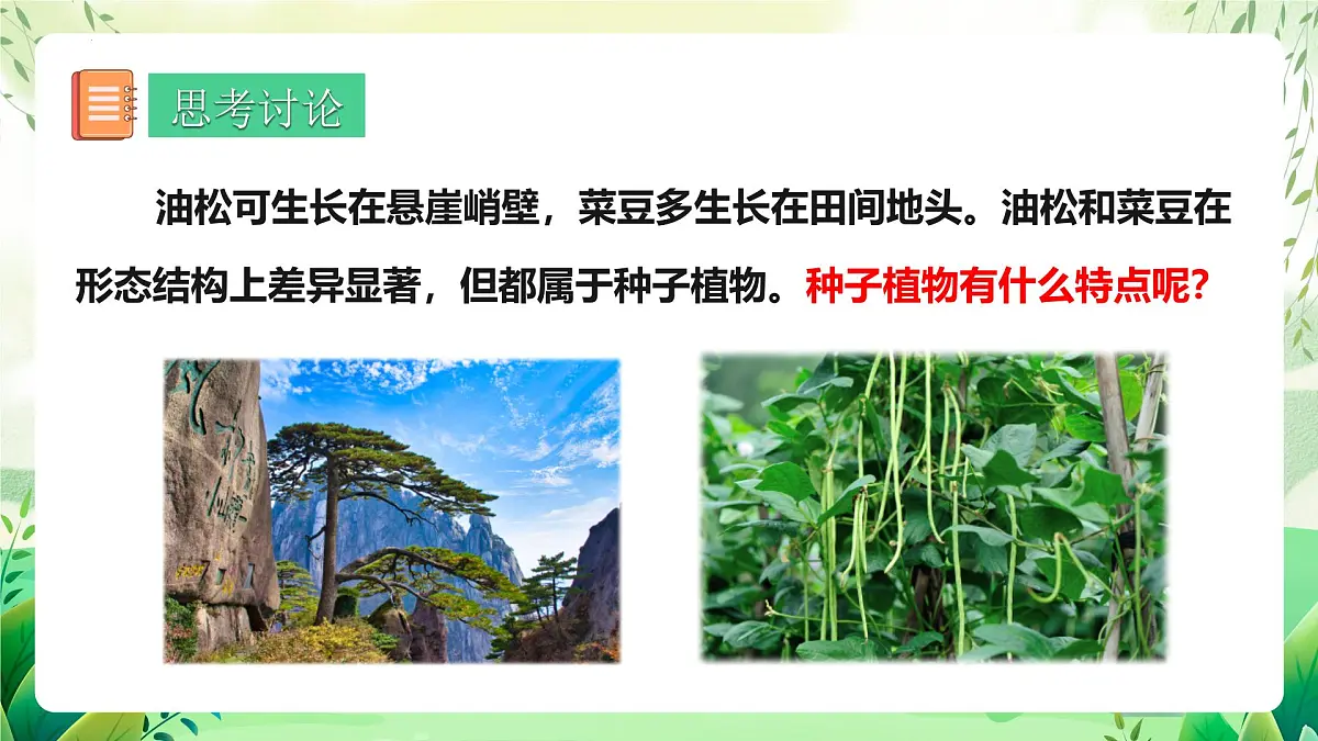 冀少版（2024）生物七上2.1.2 二、种子植物 课件第2页