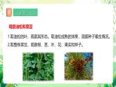 冀少版（2024）生物七上 2.1.2 二、種子植物 課件