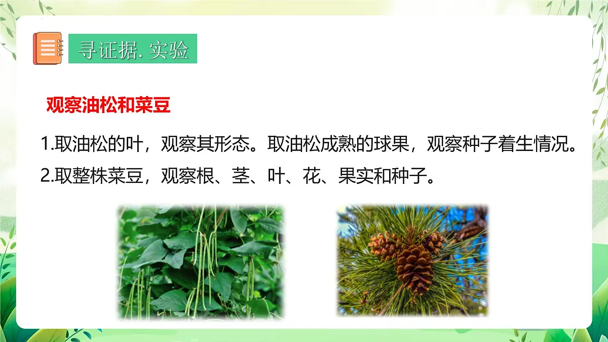 冀少版（2024）生物七上2.1.2 二、种子植物 课件第3页