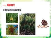 冀少版（2024）生物七上 2.1.2 二、種子植物 課件
