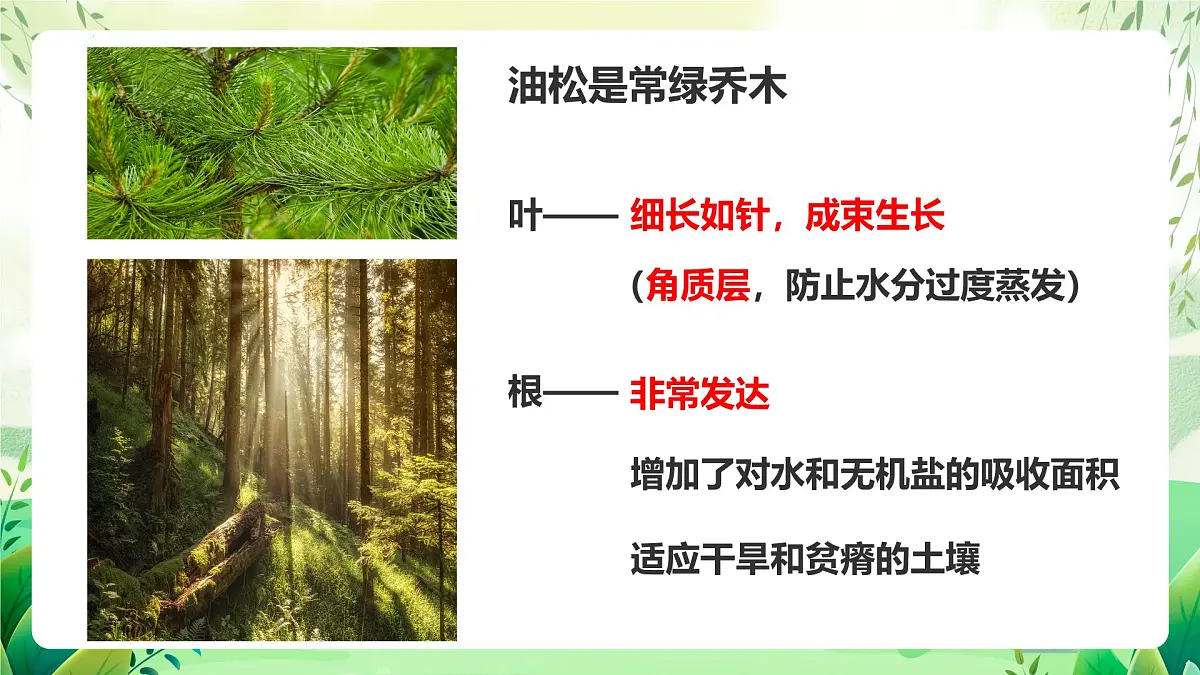 冀少版（2024）生物七上2.1.2 二、种子植物 课件第6页