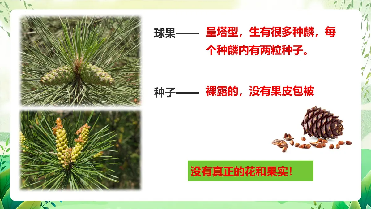 冀少版（2024）生物七上2.1.2 二、种子植物 课件第7页