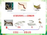 冀少版（2024）生物七上 2.1.4 二、兩棲類和爬行類 課件