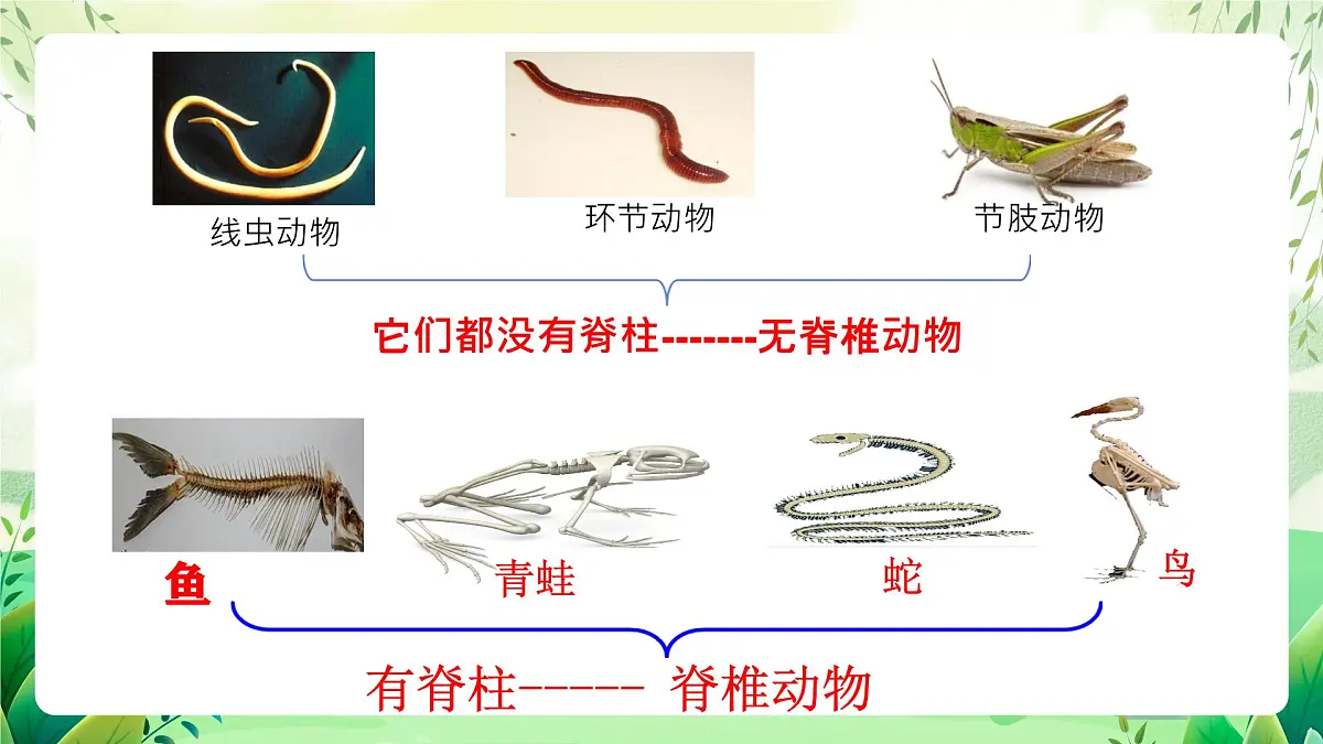冀少版（2024）生物七上2.1.4 二、两栖类和爬行类 课件第2页