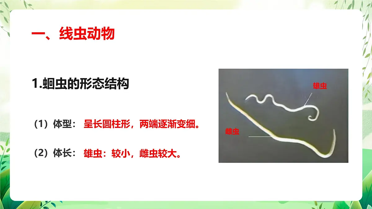 冀少版（2024）生物七上2.1.3 无脊椎动物1 课件第6页