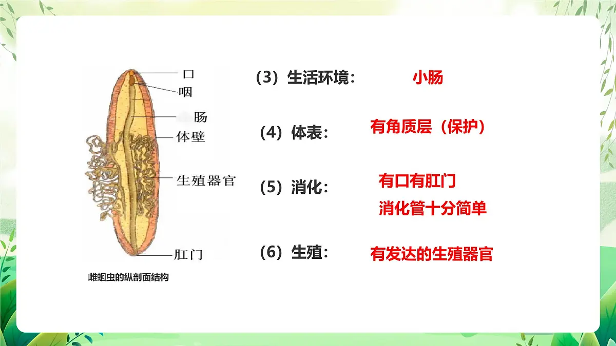 冀少版（2024）生物七上2.1.3 无脊椎动物1 课件第7页