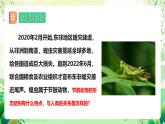 冀少版（2024）生物七上 2.1.3 無脊椎動(dòng)物2 課件