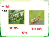 冀少版（2024）生物七上 2.1.3 無脊椎動(dòng)物2 課件