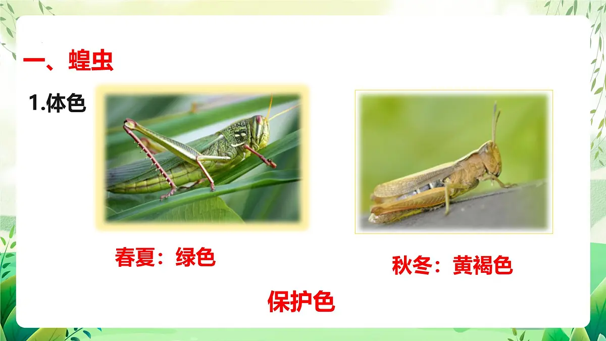冀少版（2024）生物七上2.1.3 无脊椎动物2 课件第5页