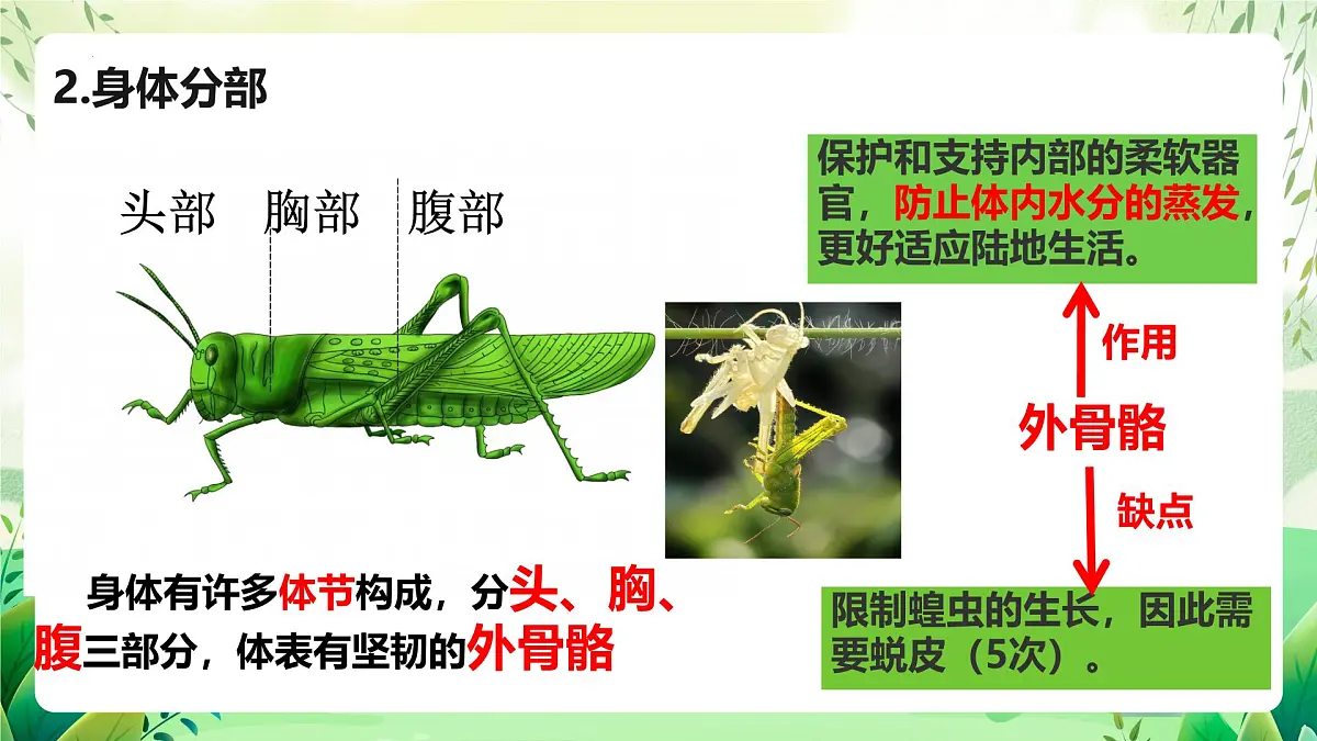 冀少版（2024）生物七上2.1.3 无脊椎动物2 课件第6页