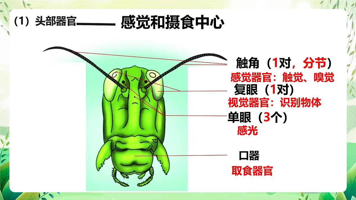 冀少版（2024）生物七上2.1.3 无脊椎动物2 课件第7页