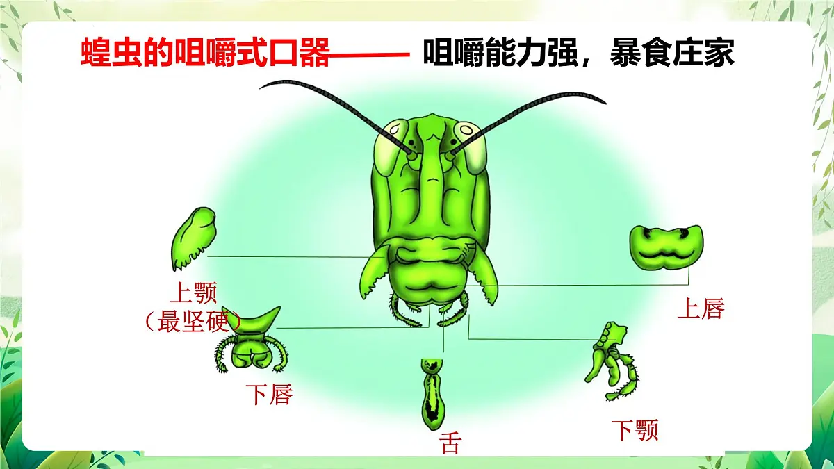 冀少版（2024）生物七上2.1.3 无脊椎动物2 课件第8页