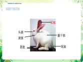 冀少版（2024）生物七上 2.1.4 脊椎動(dòng)物4 課件