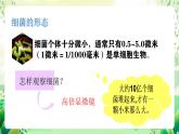 冀少版（2024）生物七上 2.2.2 細(xì)菌 課件