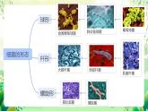 冀少版（2024）生物七上 2.2.2 細(xì)菌 課件