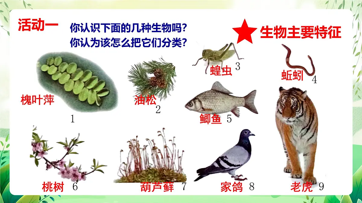 冀少版（2024）生物七上2.3.1 生物的分类 课件第8页