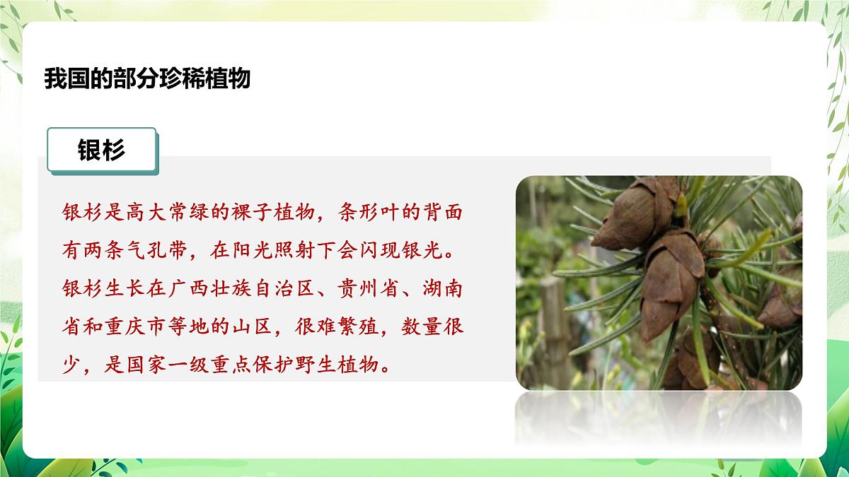 冀少版（2024）生物七上2.4.1 我国的珍稀动植物资源 课件第6页