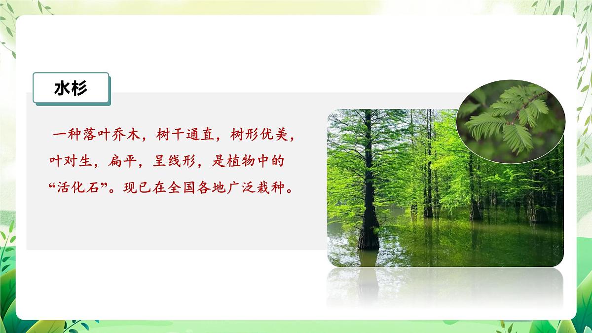 冀少版（2024）生物七上2.4.1 我国的珍稀动植物资源 课件第8页