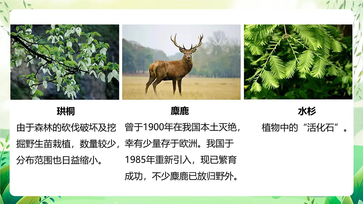 冀少版（2024）生物七上2.4.2 生物资源的保护 课件第6页