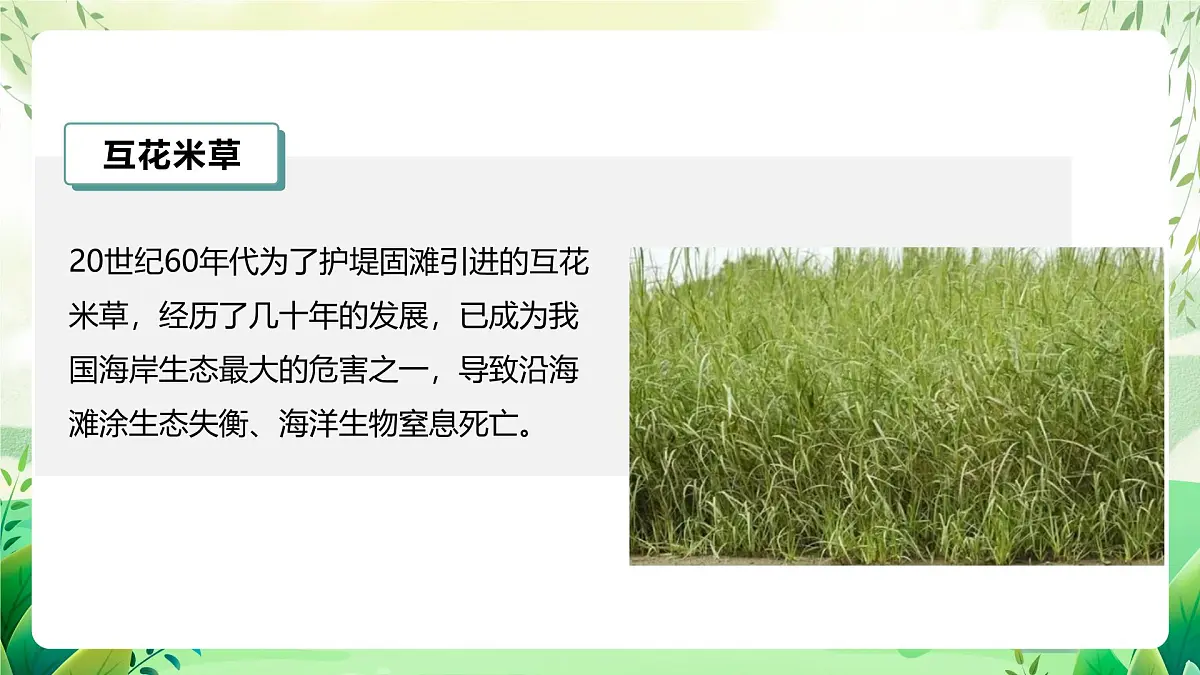 冀少版（2024）生物七上2.4.3 外来物种入侵的防控 课件第8页
