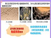 13.2《人體免疫》 課件+教案