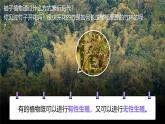 15.3《植物的生殖方式》 課件+教案