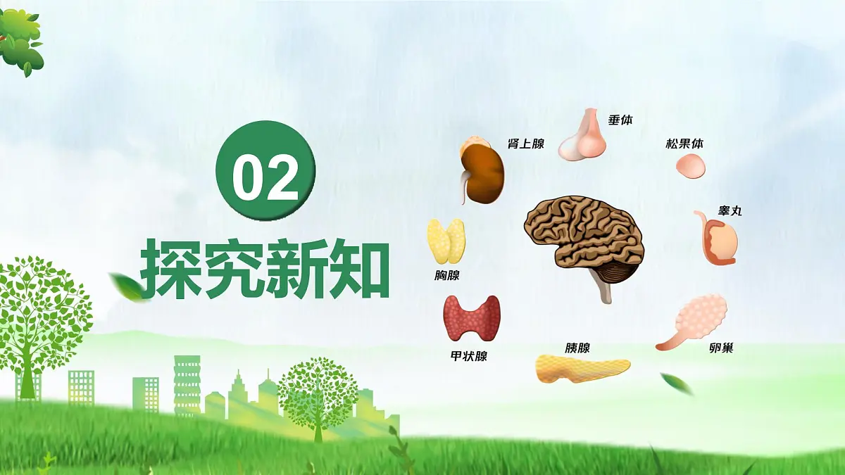 人教版生物八年级上册 4.6.4 激素调节 教学课件第6页
