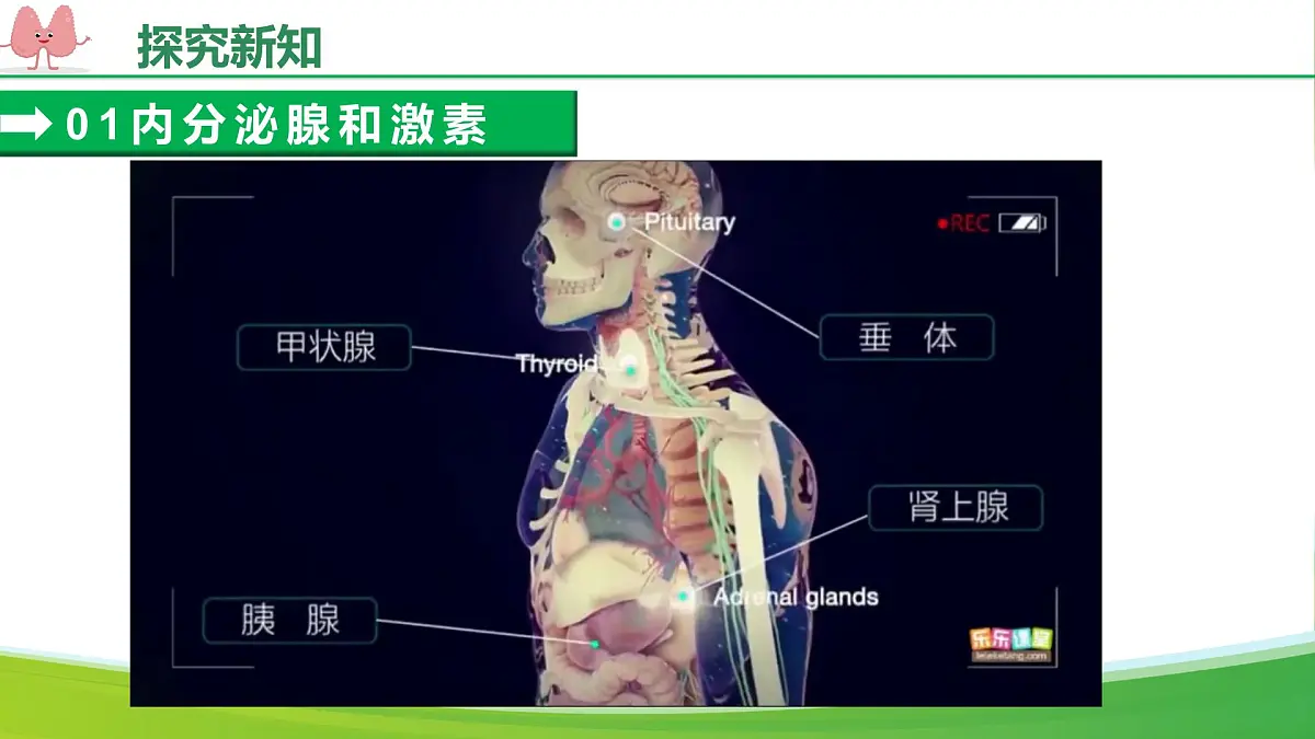 人教版生物八年级上册 4.6.4 激素调节 教学课件第7页