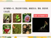 【核心素養(yǎng)目標(biāo)】冀少版初中生物八年級(jí)上冊(cè)5.1.1第二部分《種子的萌發(fā)條件》課件+教案表格式