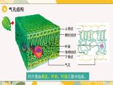 【核心素養(yǎng)目標(biāo)】冀少版初中生物八年級(jí)上冊(cè)5.2.2《蒸騰作用與水的散失》課件+教案表格式