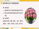 【核心素養(yǎng)目標(biāo)】冀少版初中生物八年級上冊5.3.1第一部分《光合作用的產(chǎn)物與條件》課件+教案表格式