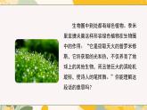 【核心素養(yǎng)目標(biāo)】冀少版初中生物八年級(jí)上冊(cè)5.3.3《植物在生物圈碳氧平衡中的作用》課件+教案表格式