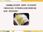 【核心素養(yǎng)目標(biāo)】冀少版初中生物八年級(jí)上冊(cè)5.1.1第一部分《種子的結(jié)構(gòu)》課件+教案表格式