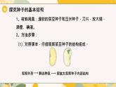 【核心素養(yǎng)目標(biāo)】冀少版初中生物八年級(jí)上冊(cè)5.1.1第一部分《種子的結(jié)構(gòu)》課件+教案表格式