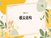 【核心素養(yǎng)目標(biāo)】冀少版初中生物八年級(jí)上冊(cè)5.1.2《根的生長(zhǎng)》課件+教案表格式